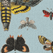 Buttefly Collection